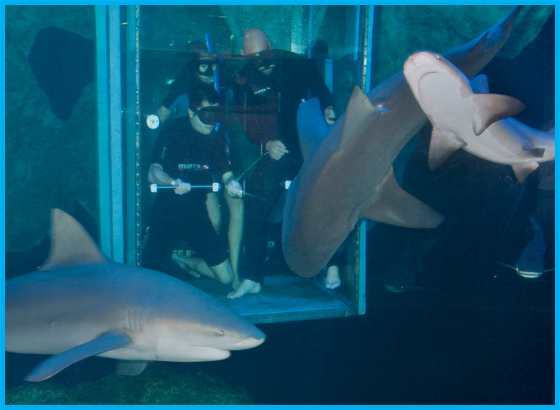 Interaccion_Tiburones.png