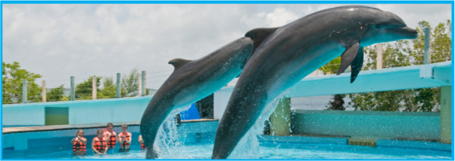 Nado_con_Delfines.png